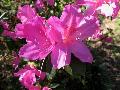Formosa Azalea / Rhododendron indicum 